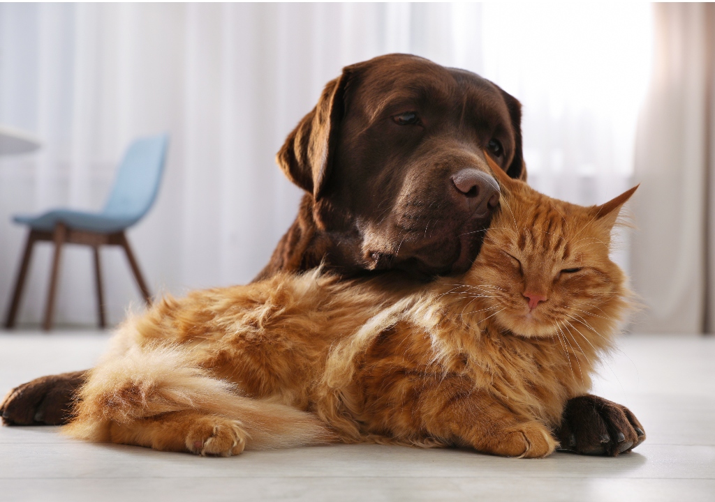 Dog and cat snuggled together at home