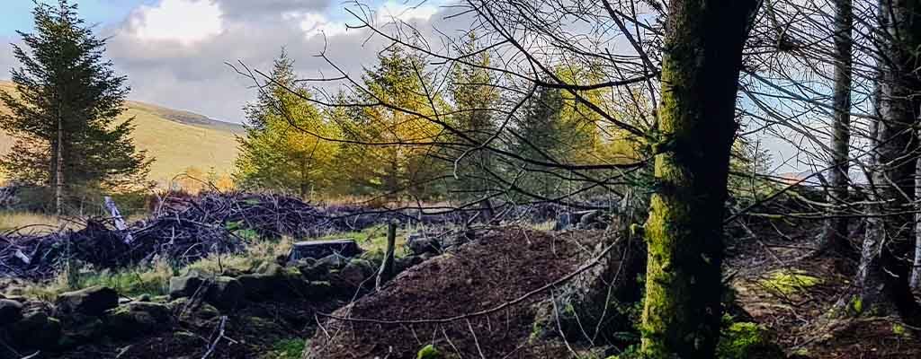 A forest view in Mugdock Country Park.