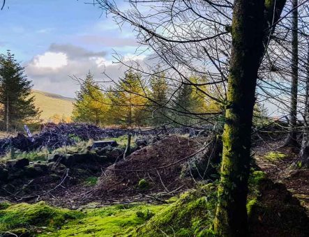 A forest view in Mugdock Country Park.